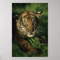 Baby Sumatran Tiger