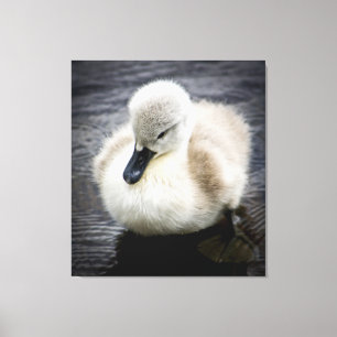 Baby Swan   Cygnet Leinwanddruck