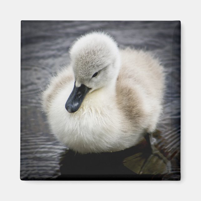 Baby Swan | Cygnet Magnet (Vorne)
