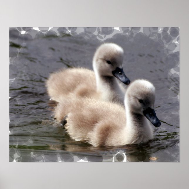 Baby Swan Poster Print (Vorne)