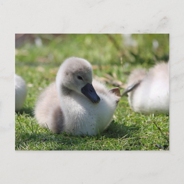 Baby Swan Postkarte (Vorderseite)