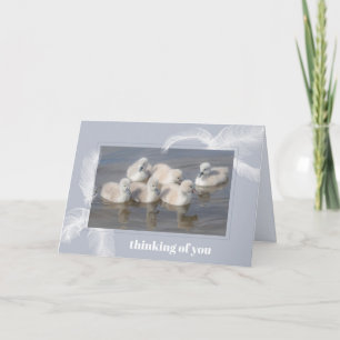 Baby Swans & Federn Blank geklappte Grußkarte Karte
