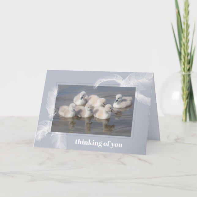 Baby Swans & Federn Blank geklappte Grußkarte Karte (Vorderseite)