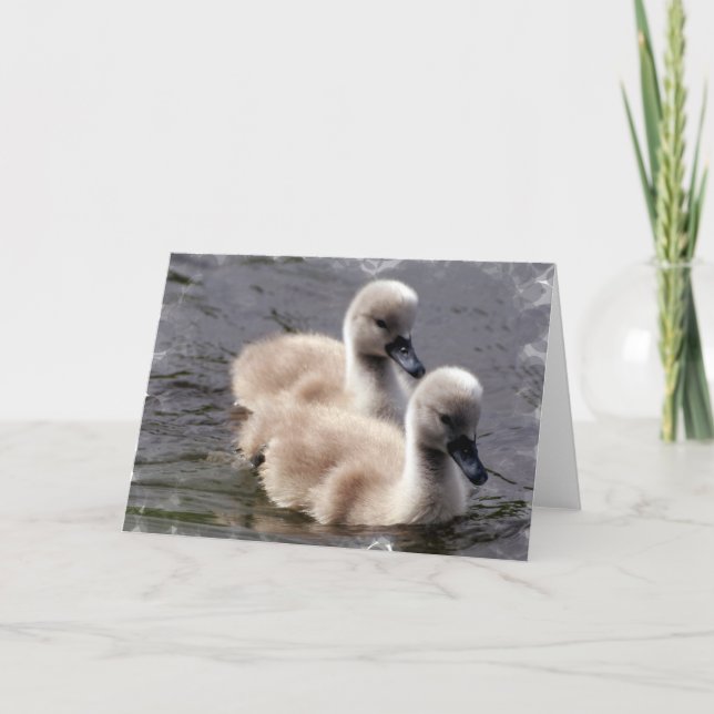 Baby Swans Grußkarte Karte (Vorderseite)
