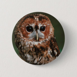 Baby-Tawny Eule Button