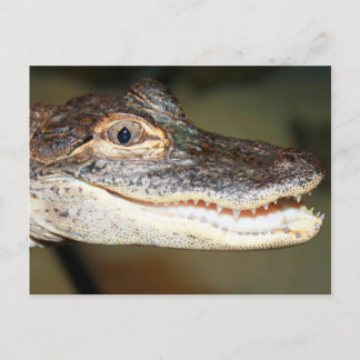 Baby Teeth Postkarte