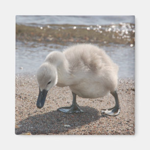 Baby-Tierschwan-Magnet Magnet