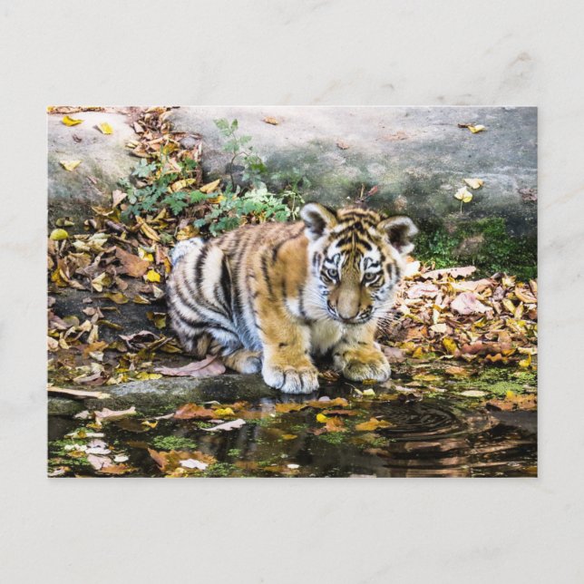 Baby Tiger Cub Postcard Postkarte (Vorderseite)