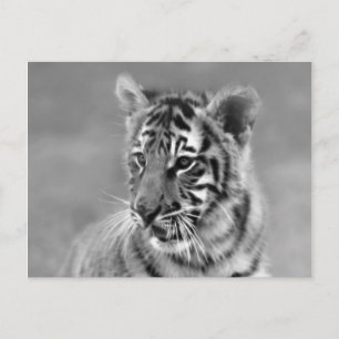 Baby Tiger in Schwarzweiß Postkarte