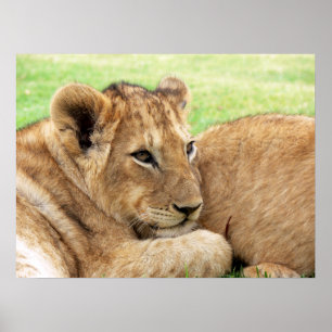 Baby Tiger Poster