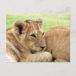 Baby Tiger Postkarte