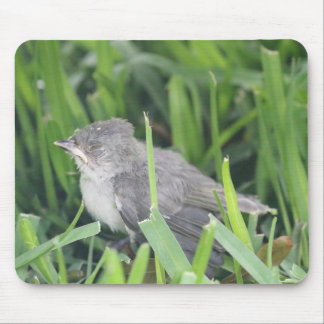 Baby Titmouse Ruhen Mousepad