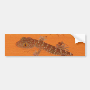 Baby Tokay Gecko Autoaufkleber