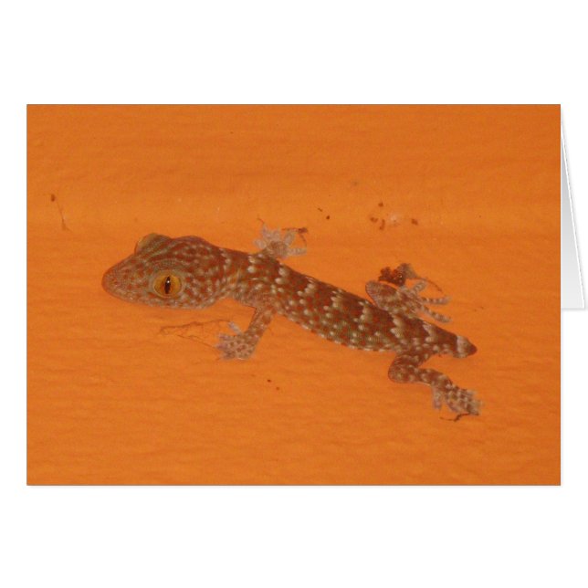 Baby Tokay Gecko Card (Vorderseite (Horizontal))