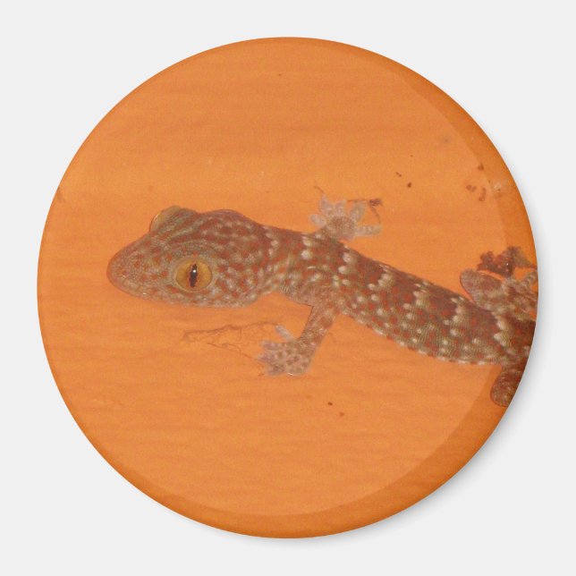 Baby Tokay Gecko Magnet (Vorne)