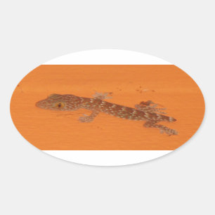 Baby Tokay Gecko Ovaler Aufkleber