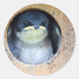Baby Tree Swallow Runder Aufkleber