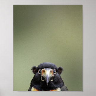 Baby-Tukan-Porträt – Süße Kinderzimmer-Tier-Wandku Poster