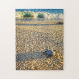 Baby Turtle zu Fuß zum Ozean in Los Cabos
