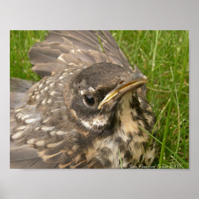 Baby-Vogel Poster (Vorne)