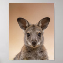 Baby-Wallaby-Porträt – Süße Wanddekoration für das