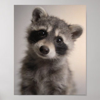 Baby-Waschbär-Porträt Spielerei Kinderzimmer-Wandk Poster
