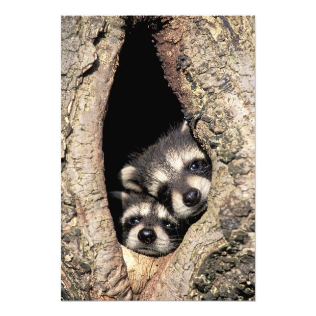 Baby-Waschbären in Baumhöhle Procyon Fotodruck (Vorne)