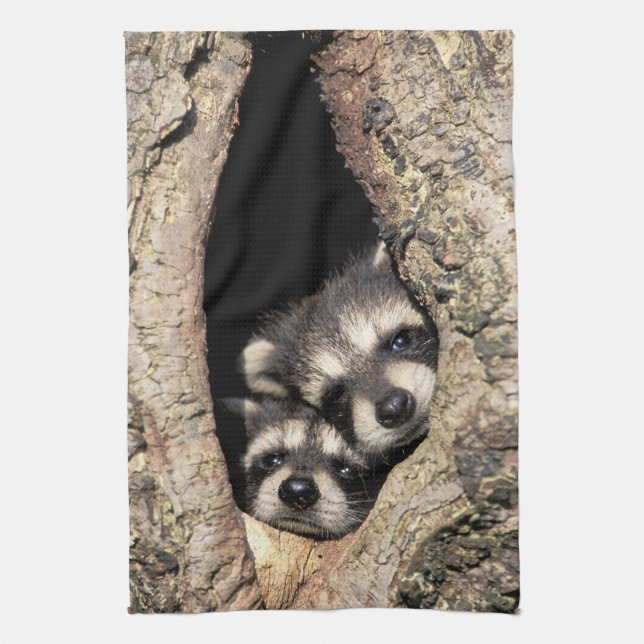 Baby-Waschbären in Baumhöhle Procyon Handtuch (Vertikal)