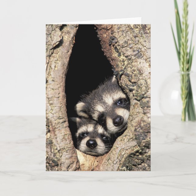 Baby-Waschbären in Baumhöhle Procyon Karte (Vorderseite)