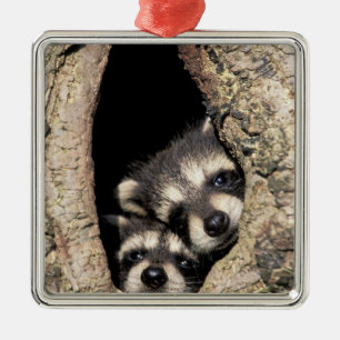 Baby-Waschbären in Baumhöhle Procyon Ornament Aus Metall