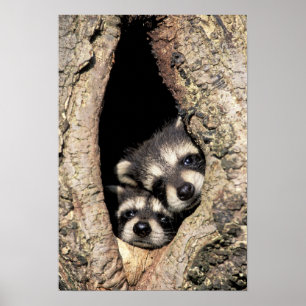 Baby-Waschbären in Baumhöhle Procyon Poster