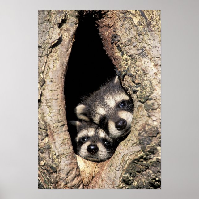 Baby-Waschbären in Baumhöhle Procyon Poster (Vorne)