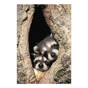 Baby-Waschbären in einer Baumhöhle Procyon Fotodruck