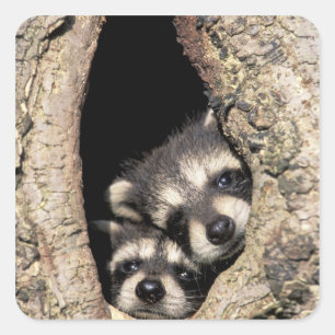 Baby-Waschbären in einer Baumhöhle Procyon Quadratischer Aufkleber