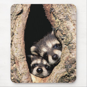 Baby-Waschbären schauen aus einem Baum heraus Mousepad
