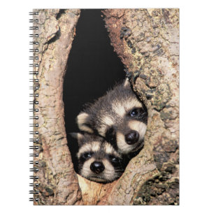 Baby-Waschbären spähen aus dem Baum heraus Notizblock