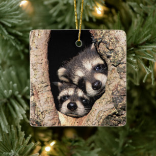 Baby-Waschbären spähen aus einem Baum heraus Keramikornament