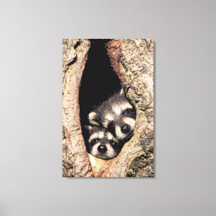 Baby-Waschbären spähen aus einem Baum heraus Leinwanddruck