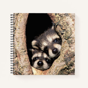 Baby-Waschbären spähen aus einem Baum heraus Notizbuch