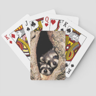 Baby-Waschbären spähen aus einem Baum heraus Spielkarten
