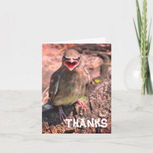 Baby Waxwing Bird individuell anpassbar Dankeschön Dankeskarte