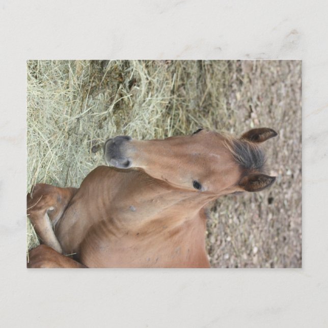 Baby Welsh Pony Postkarte (Vorderseite)