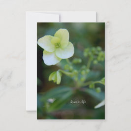 Baby White Blume Mitteilungskarte