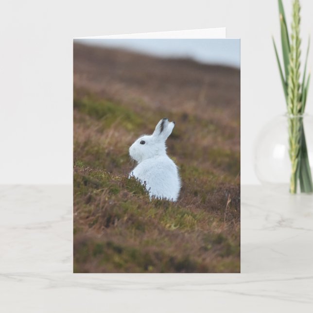 Baby White Hare Karte (Vorderseite)