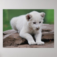 Baby white lion cub series