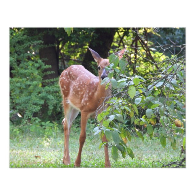 Baby White Tails Deer Fawn Fotodruck (Vorne)