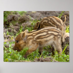 Baby Wild Boar Poster
