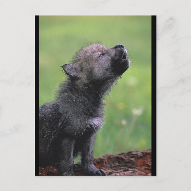 Baby Wolf Howls Postkarte (Vorderseite)