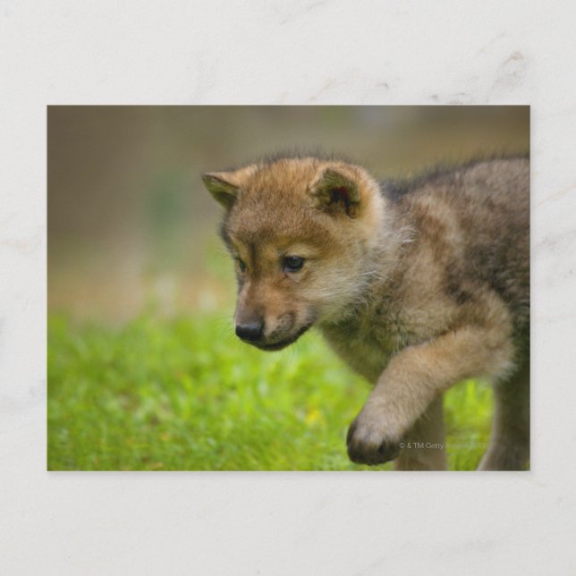 Baby Wolf Postkarte (Vorderseite)