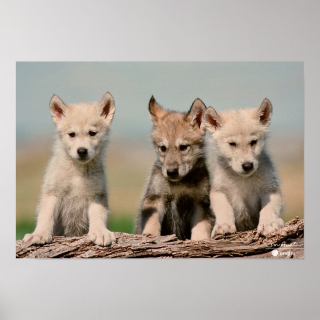 Baby Wolves Poster (Vorne)